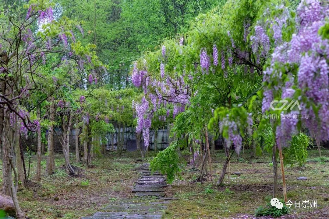 紫藤花开，许你一片梦幻！