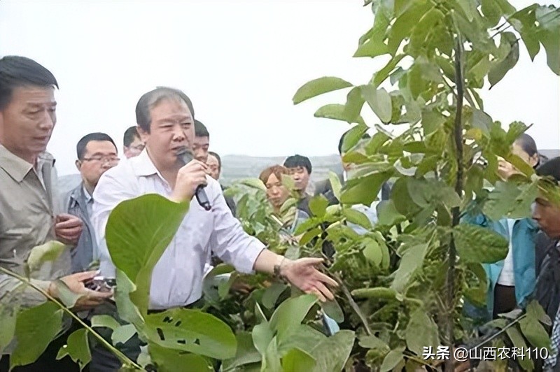 连翘树怎么养（连翘植苗造林抚育修剪技术要点）