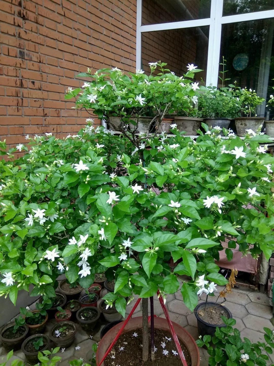 可以暴晒的花卉植物（可以暴晒的花卉植物图片）-第23张图片-昕阳网