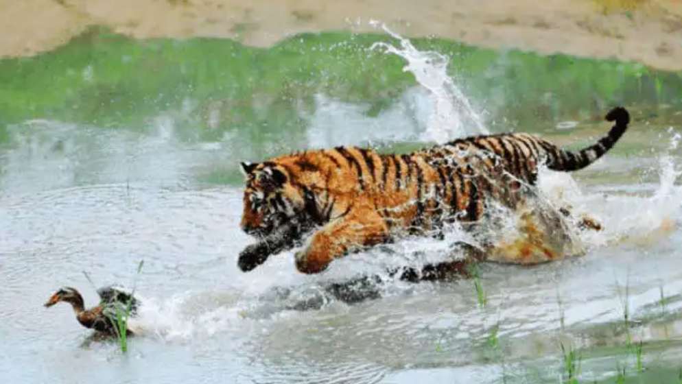 人类没发展出攻击性器官？其实有四大攻击手段，只是我们浑然不知