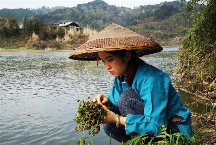 蕨菜图片大全（山菜之王的养护技巧大全分享）