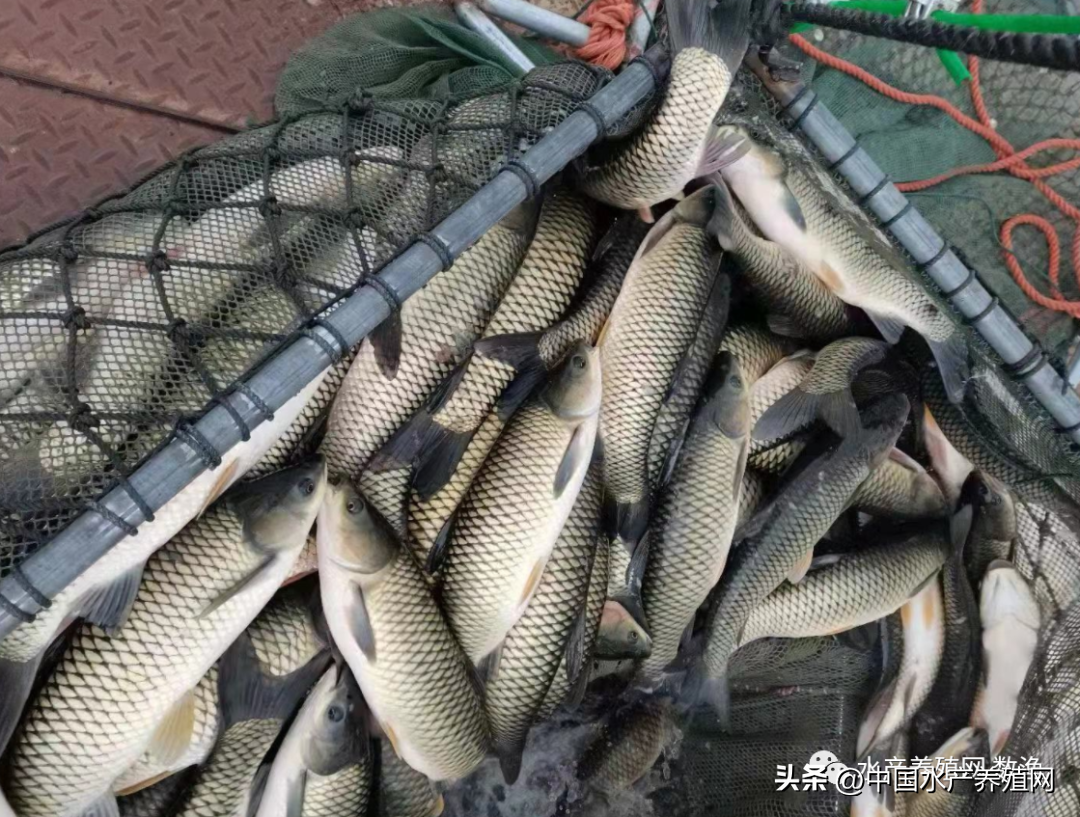 荆州花鲢鱼价格今日价「全国花鲢鱼价格」
