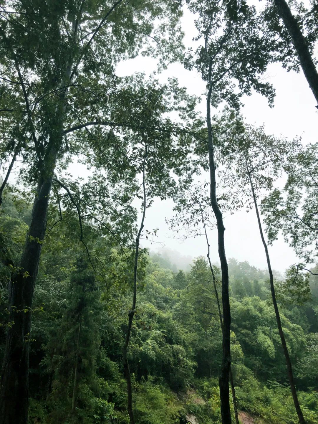 成都海拔高度是多少米（成都海拔高度是多少米成都东经多少）-第12张图片-科灵网