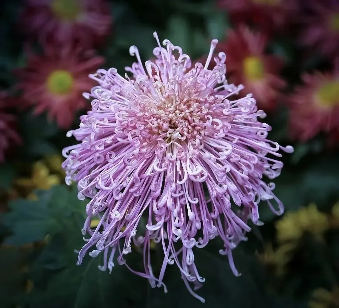 关于鲜花的文案 | 每一朵鲜花都有属于自己的花语