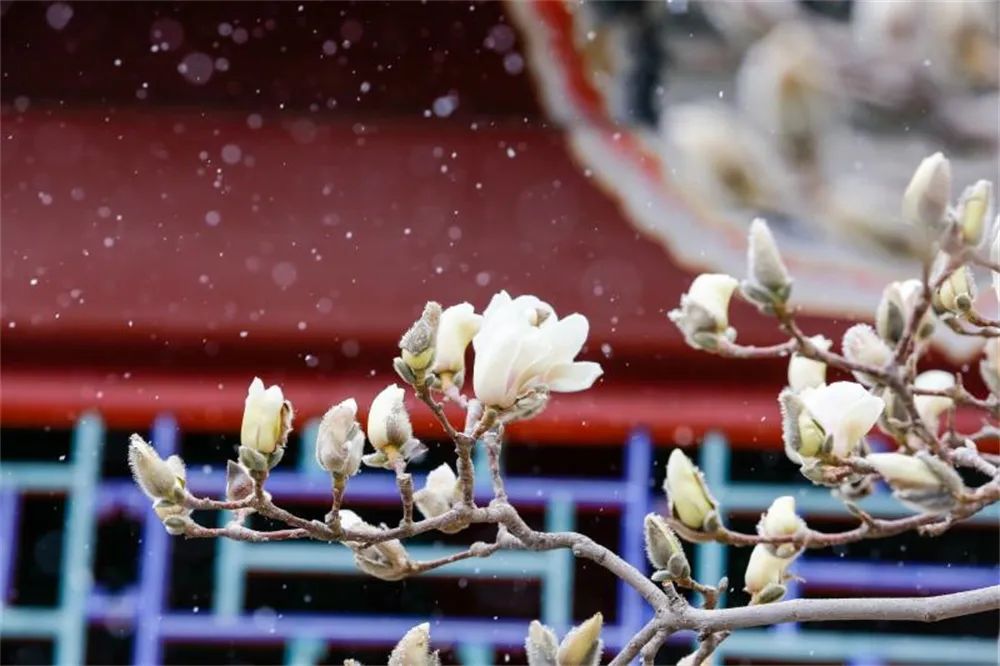 当春花遇上春雪，看京城别样的诗意与浪漫~