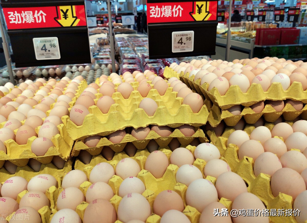 今日全国整箱鸡蛋价格（今日全国鸡蛋价格表）