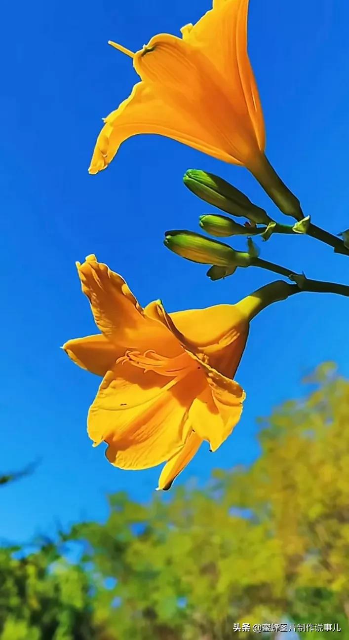 在心里种花，人生才不会荒芜，藏不住春的爱意