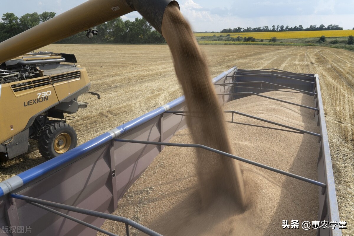 今日喀什地区小麦价格「喀什地区小麦的种植模式」