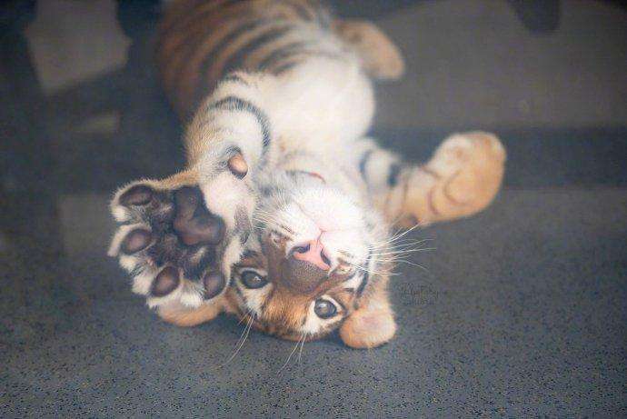 猛虎真的架不住群狼?真有专家研究了:东北虎能将狼群逼到消失!