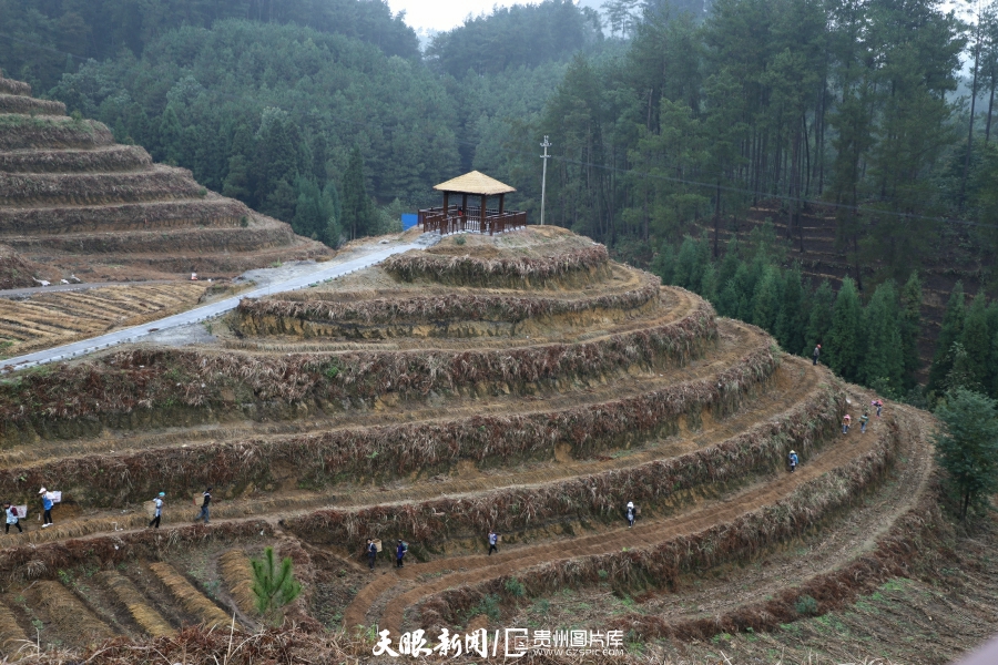 紫云：国有林场成“林下经济”领头羊