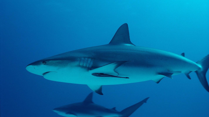 海洋中最凶猛的鲨鱼，如今已经濒临灭绝