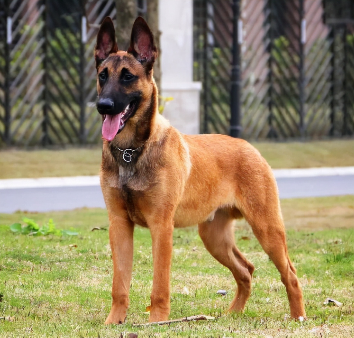 马犬明明很“优秀”，为何养的人少？原因有6个