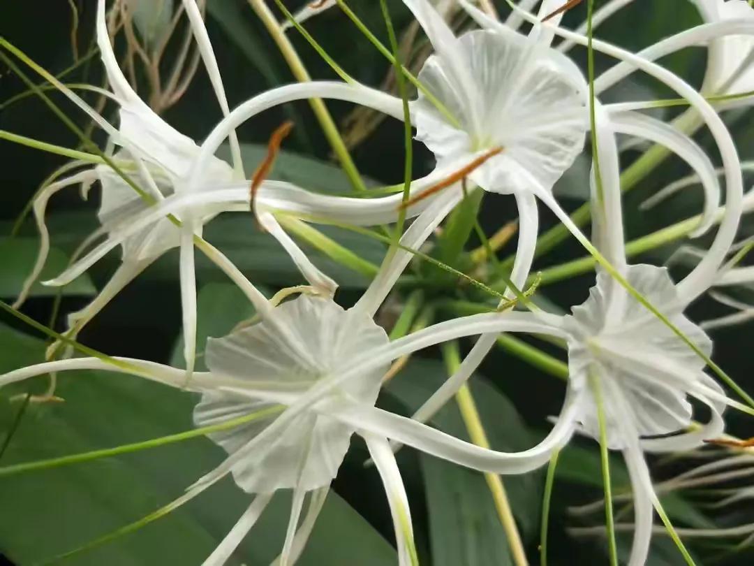 每日拾花 :（一）你若盛开，芬芳无极