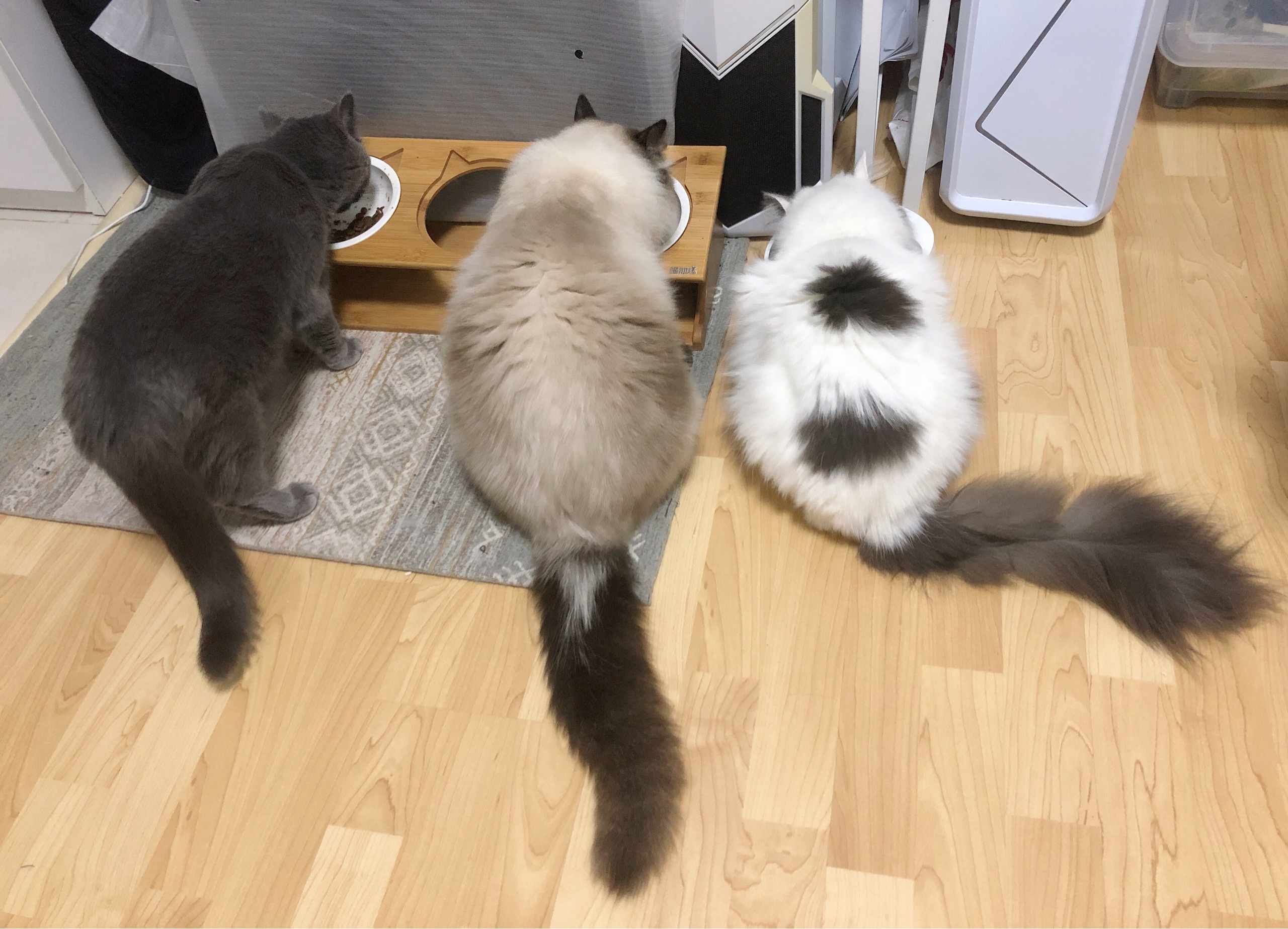 新手养猫必看：如何预防和治疗猫瘟？