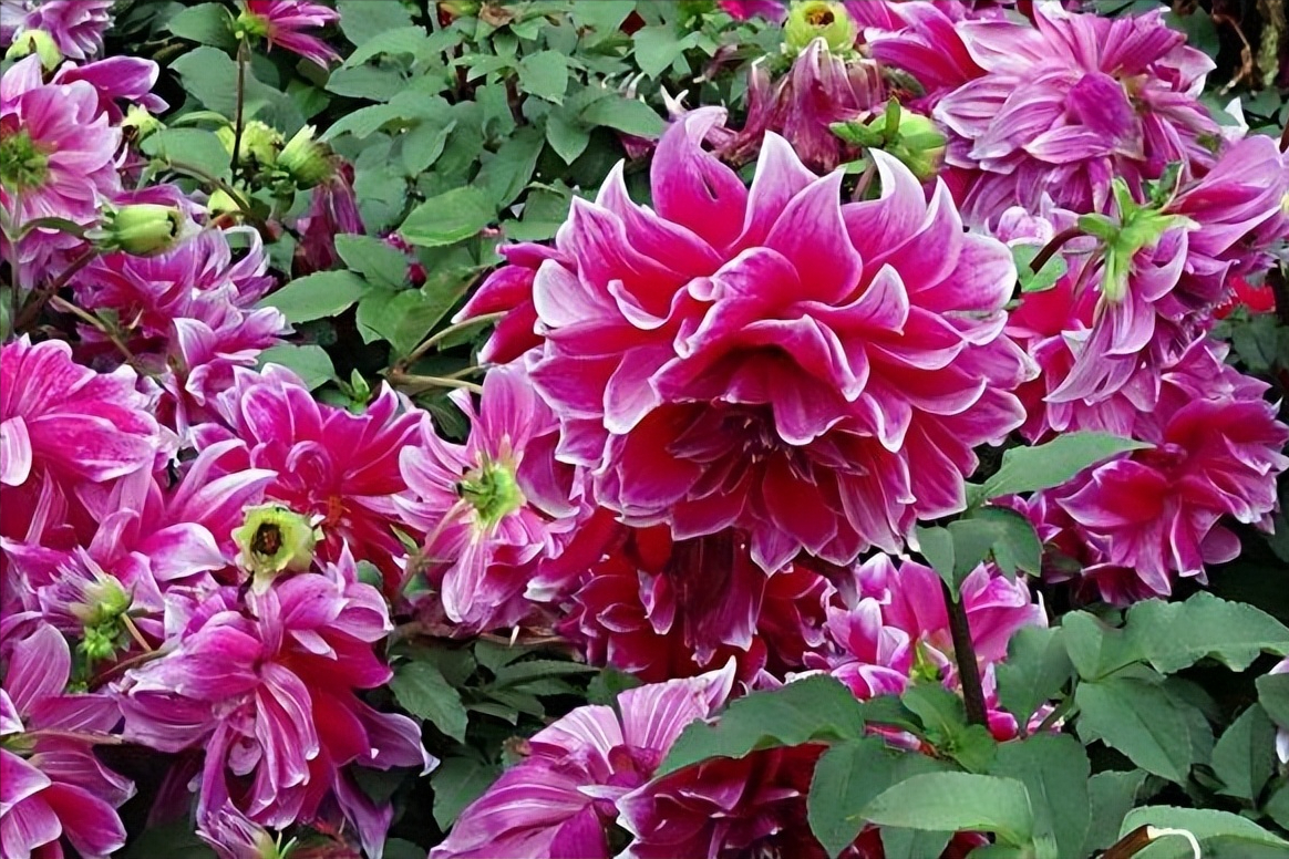 18首关于牡丹花的诗词：惊艳妖娆，绚丽如梦，一美千年