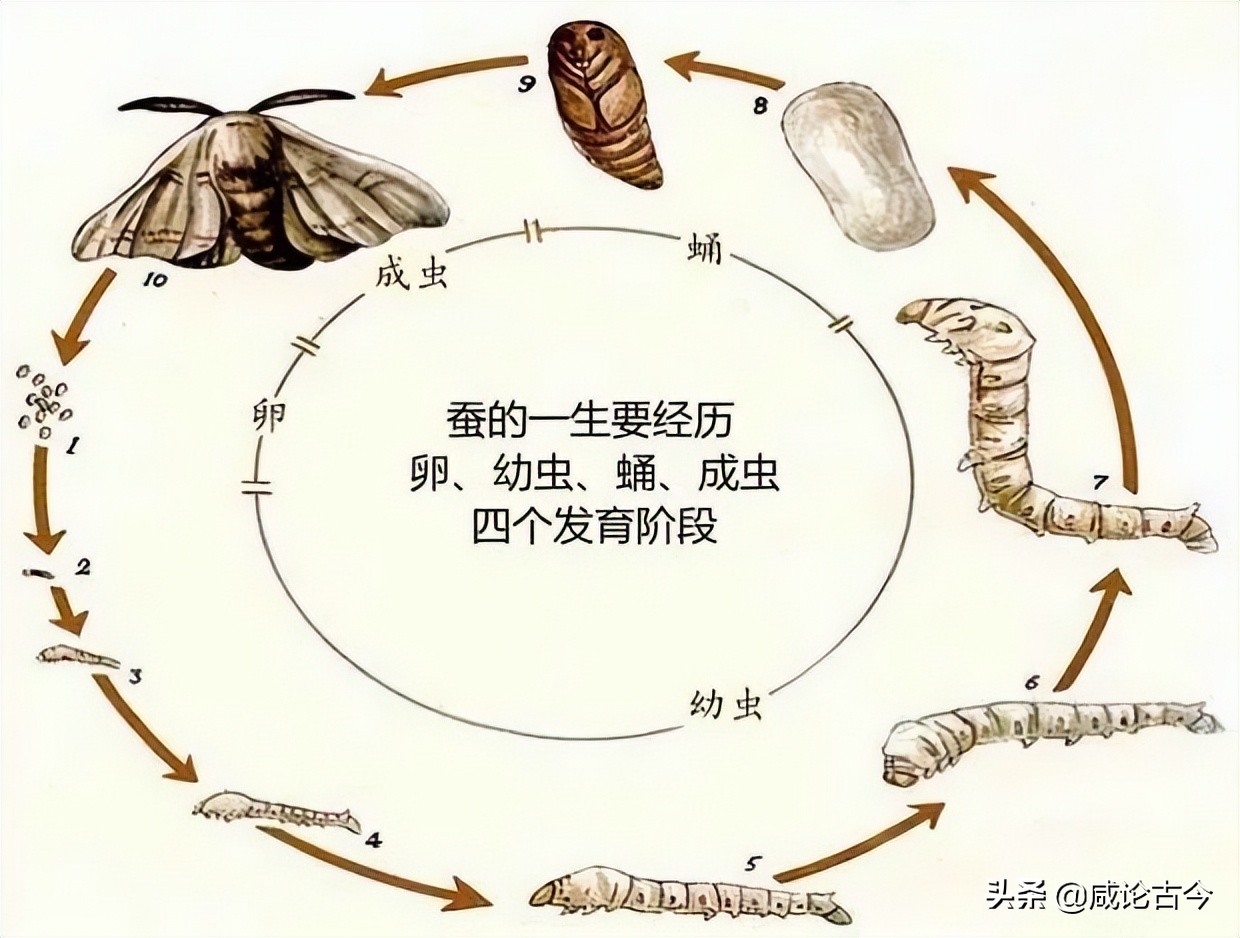 蚕宝宝的生长过程 蚕宝宝生长过程图片 