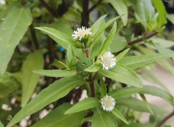 墨旱莲:在农村没人当回事,在食谱中却大有价值,还是天然染发剂