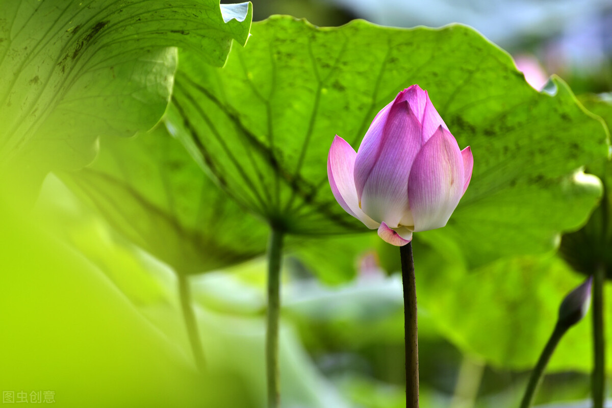 2022年三伏天热不热？按老祖宗说法，四月初十“穷日”这天有答案