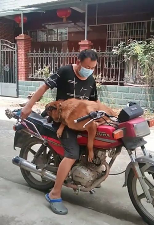 男子骑摩托出门办事，大黄狗趴在车上不下去：你是狗皮膏药吗？
