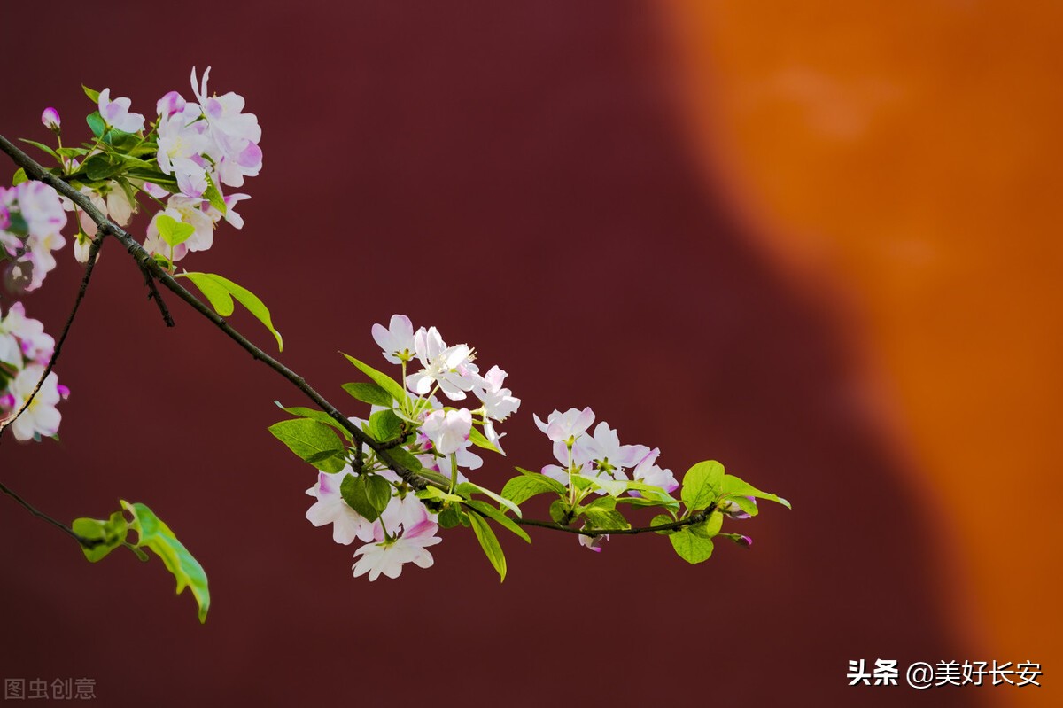 清明時節懷念故鄉（詩歌三首）