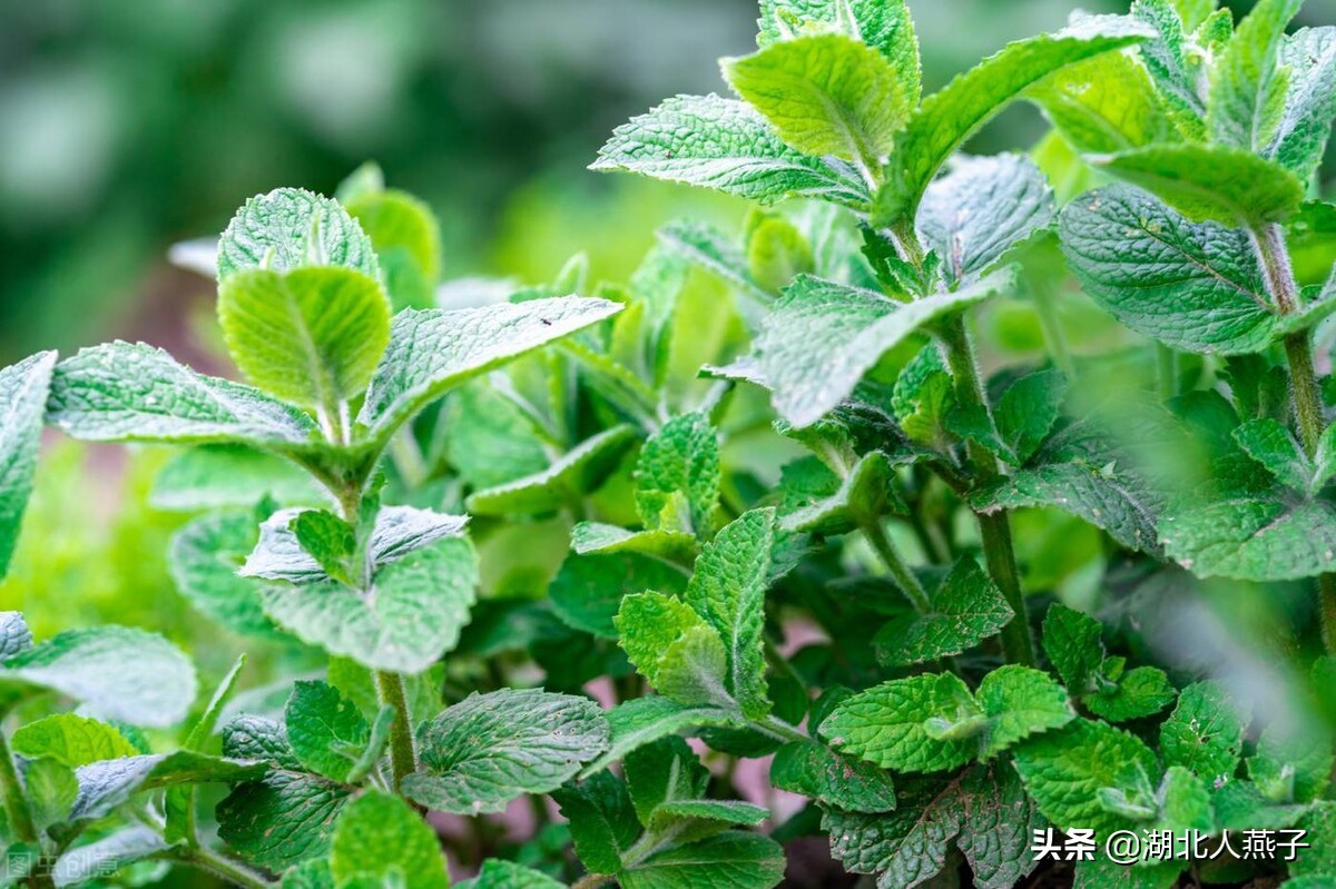 开春十大野菜图片（开春十大野菜图片高清）-第29张图片-科灵网