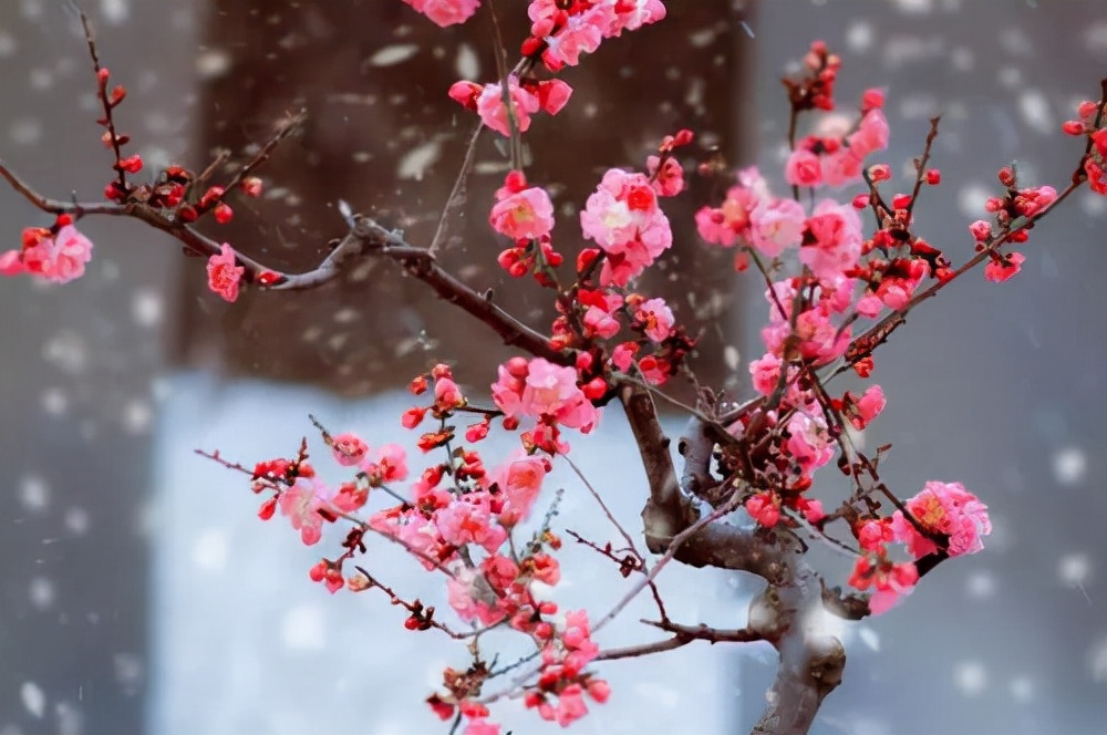 渺万里层云，千山暮雪，只影向谁去？12 句优美的写雪的句子