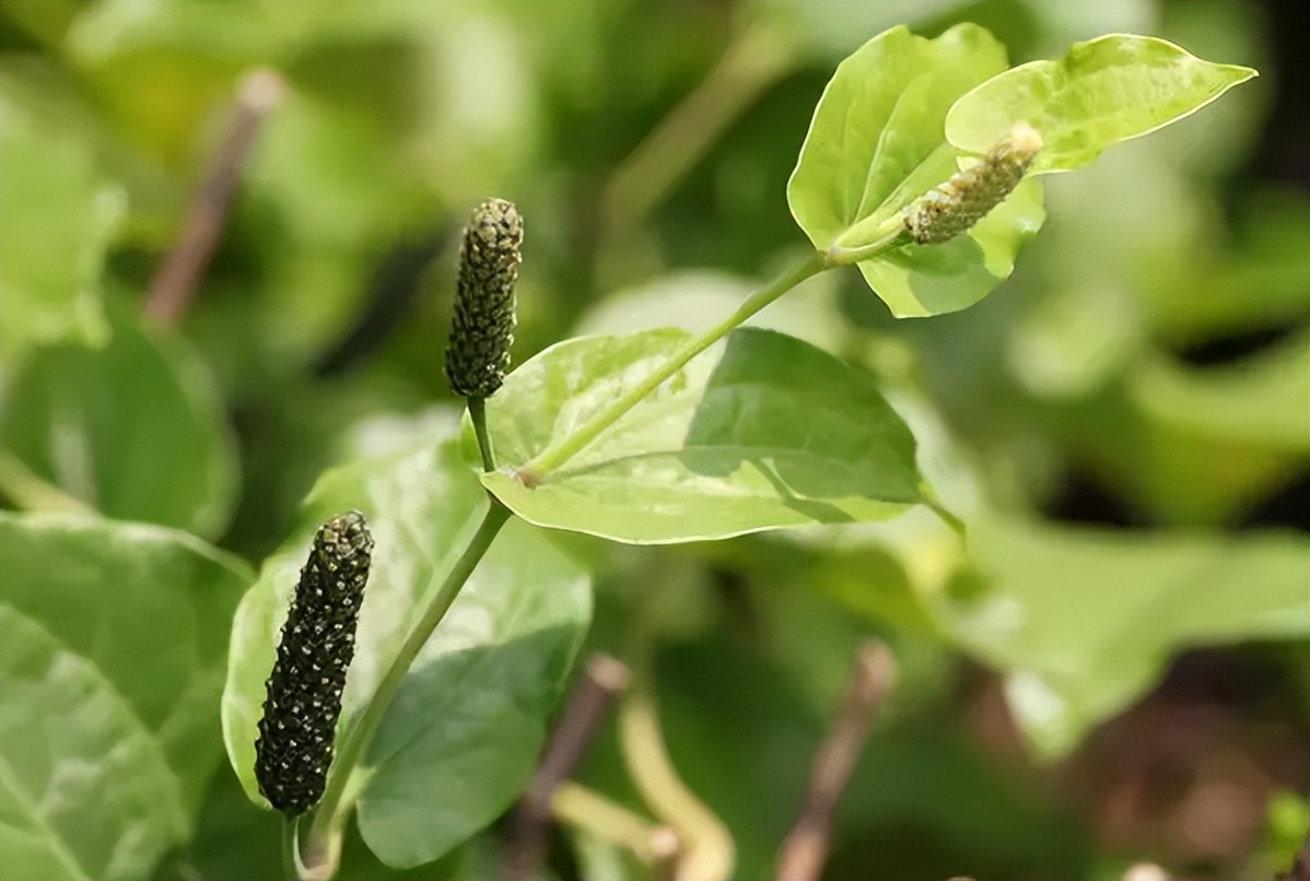 假蒟:嚼槟榔专用叶子,自带胡椒味,炒田螺超香,南方人四季都吃