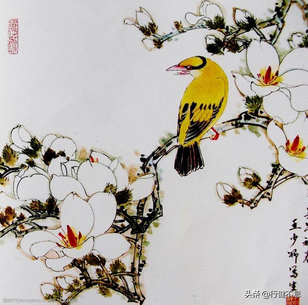 春天的使者,美好的象征,十二首著名诗词,欣赏美丽吉祥的黄鹂鸟