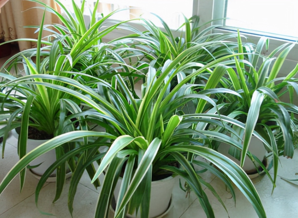 家里光照不足，建议养这10种“耐阴花”，有点散光就能长得很美