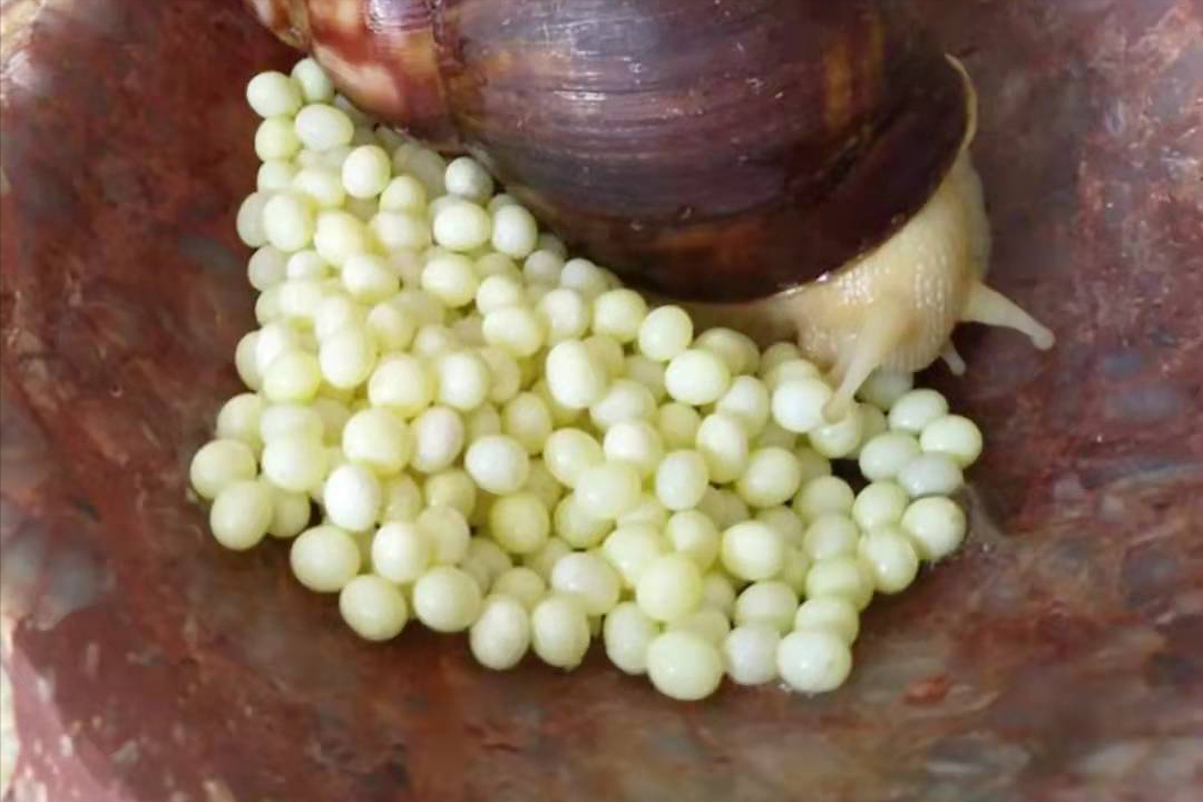 田螺图片(可男可女) - 赤虎壹号