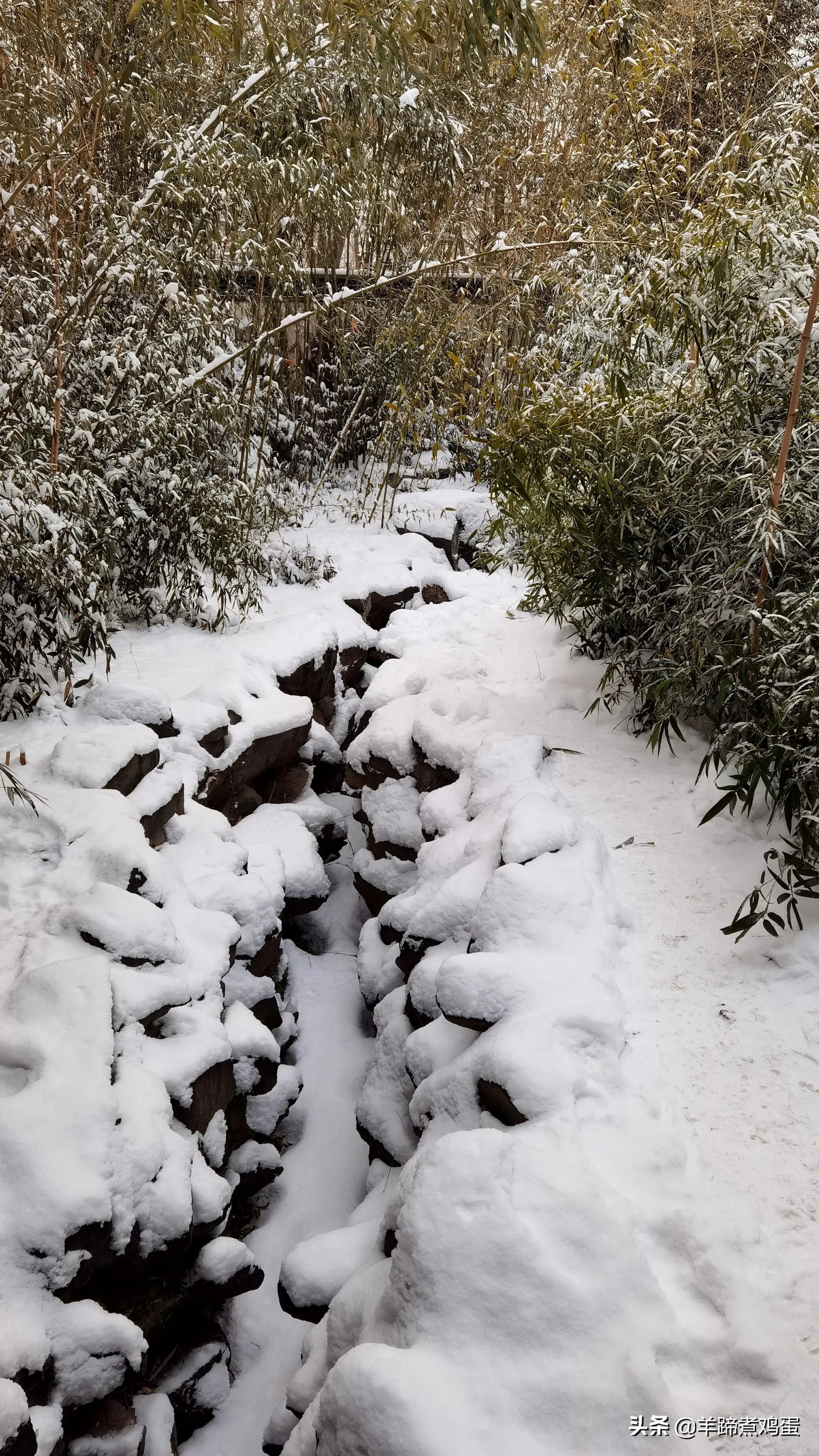 难览观园全画景雪覆腊梅一隅香——踏雪寻游北京大观园