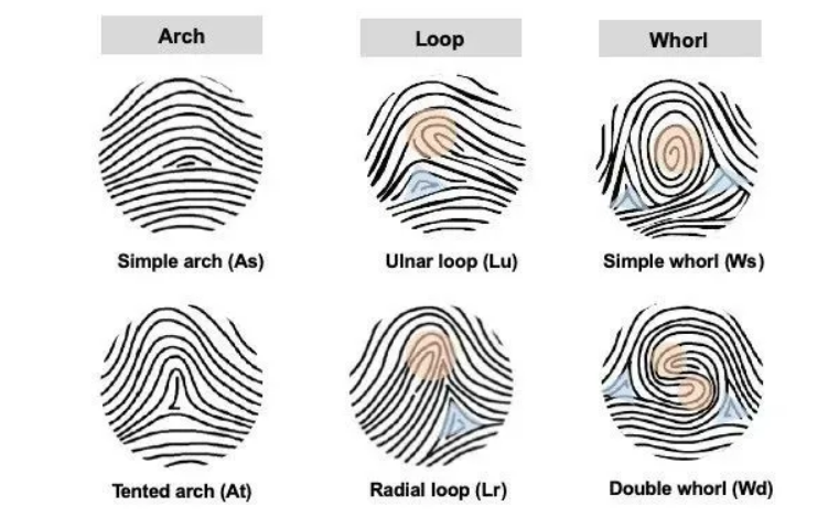 "斗越多越富贵",看手相将有理论依据?科学家揭开指纹基因奥秘