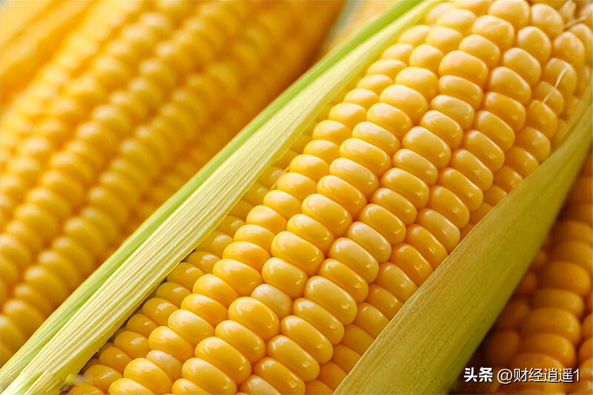 今日北京市场玉米价格，i-1