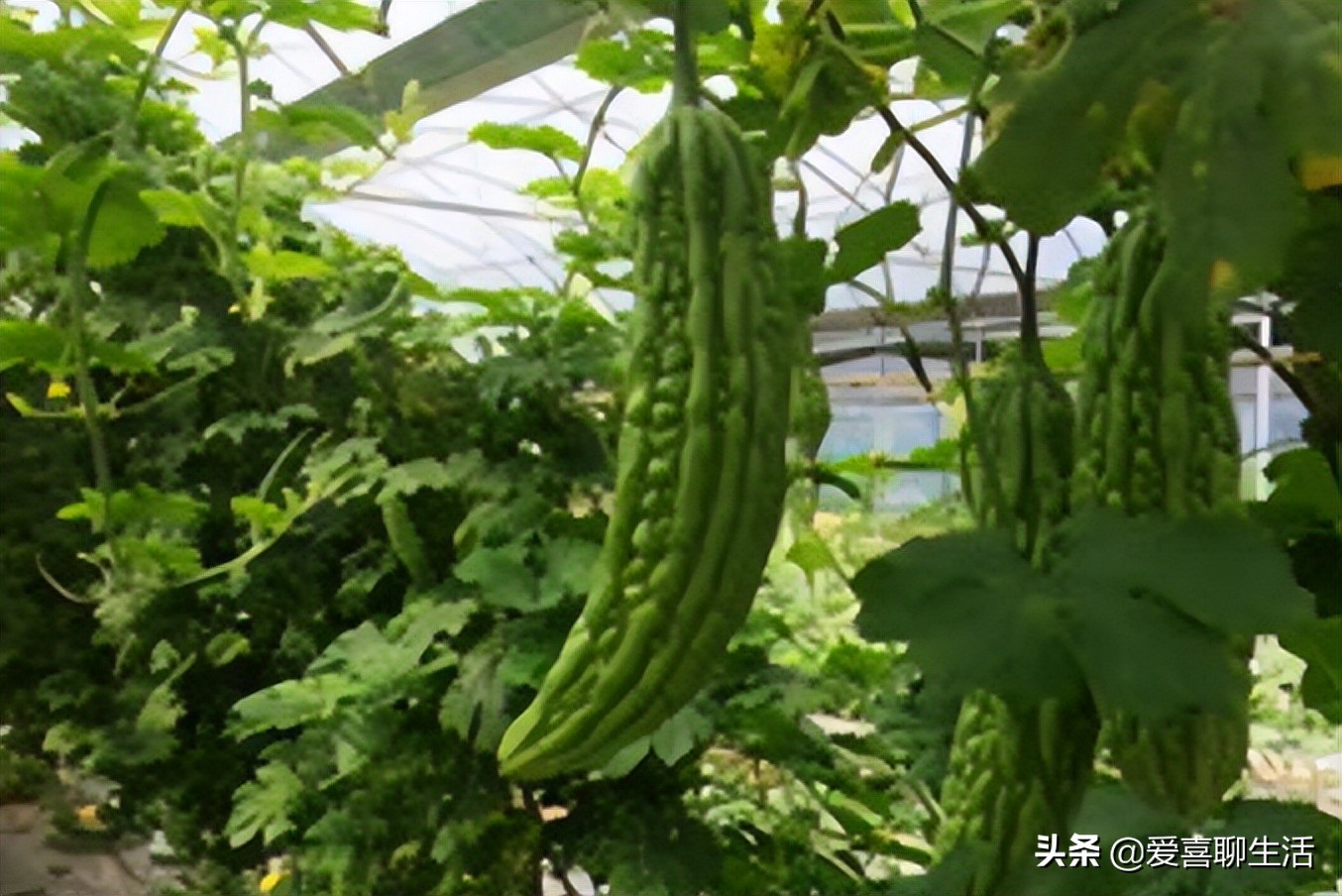 建議中老年人，這6種食材要常吃，便宜又鮮美，常吃身體好有精神