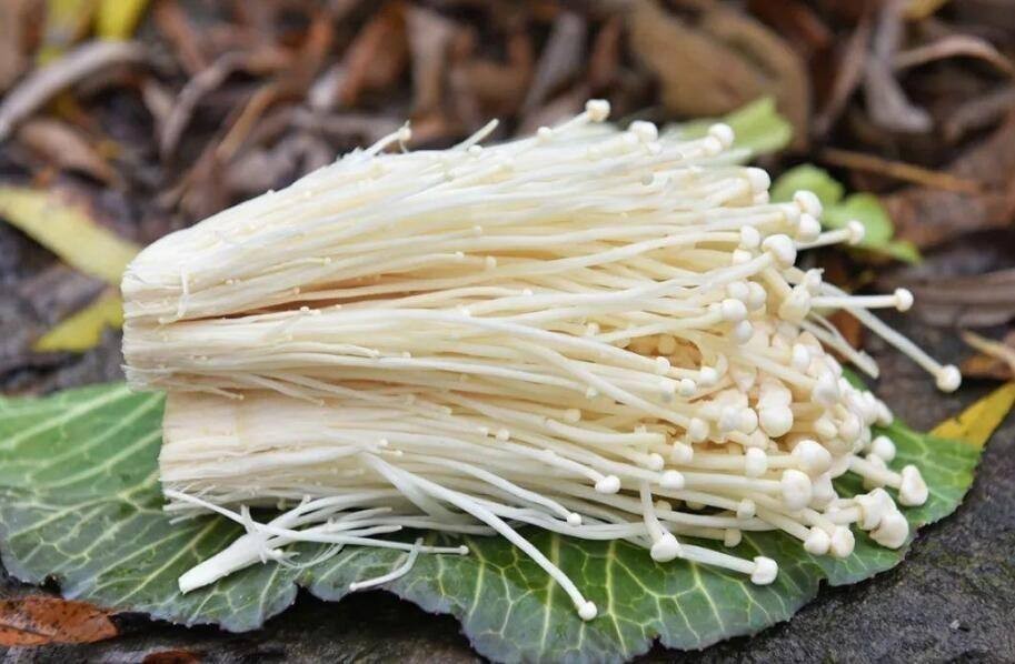 其实不管金针菇还是银针菇,都营养丰富,氨基酸,锌含量都比较高,尤其是