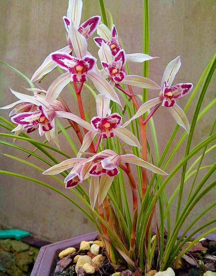 当下 此兰正值发苗期 花如彩蝶 形似玉兔 芳香四溢 寓意吉祥 天天看点