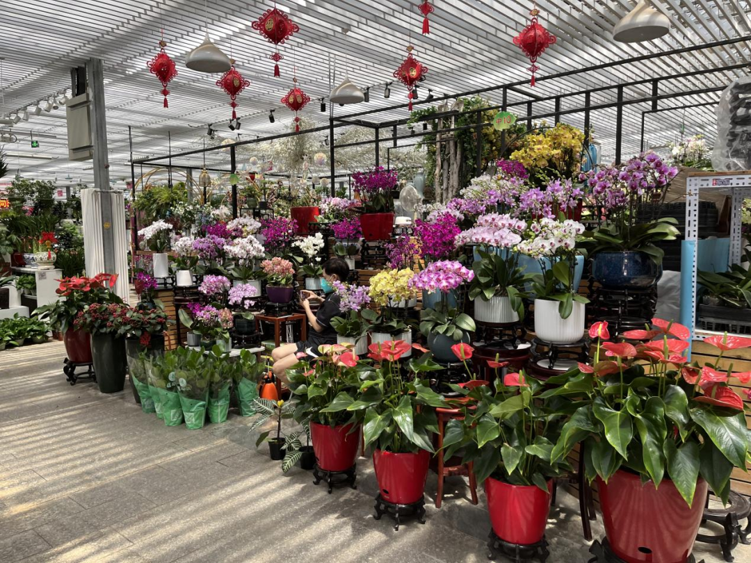 北京花卉批发市场(北京花卉批发市场进货渠道) - 泉兴百科