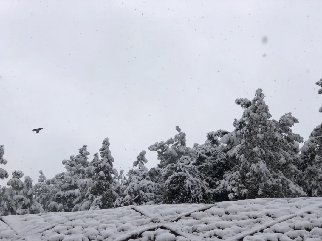 一场大雪一场欢，打雪仗、堆雪人，像小孩子一样激动兴奋
