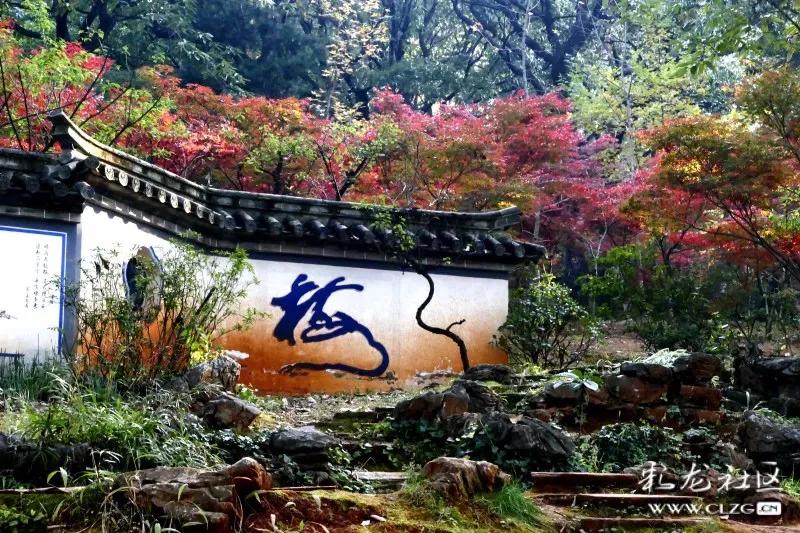 昆明三公园C位出道：一个野性十足，一个文化厚重，一个拼多样性