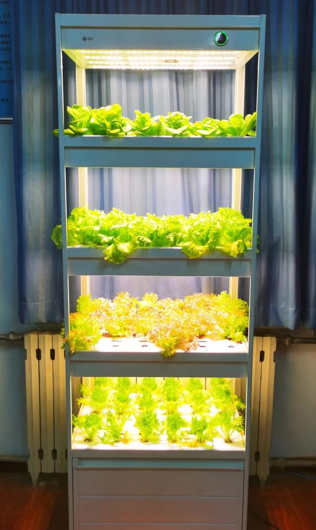 北理工学子用AI种出“零碳”零农残的绿色“科技蔬菜”