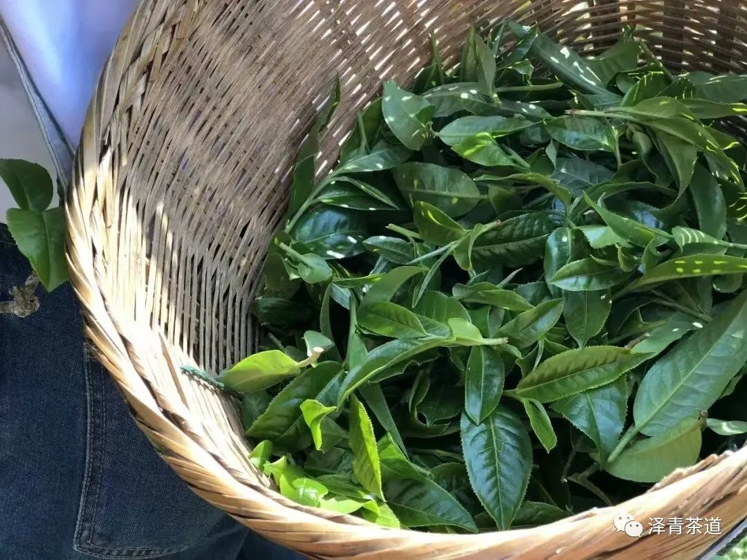 评价茶叶的专业术语(教你喝茶的100个专业术语)