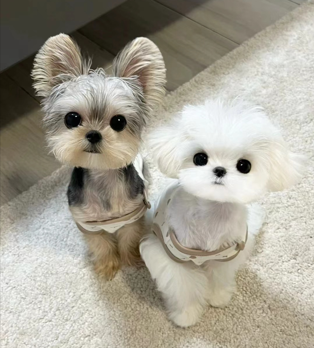 马尔济斯犬价格 马尔济斯狗多少钱一只-北京百科网