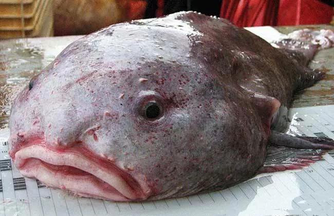 水滴魚能吃嗎,水滴魚能吃嗎給我找個視頻
