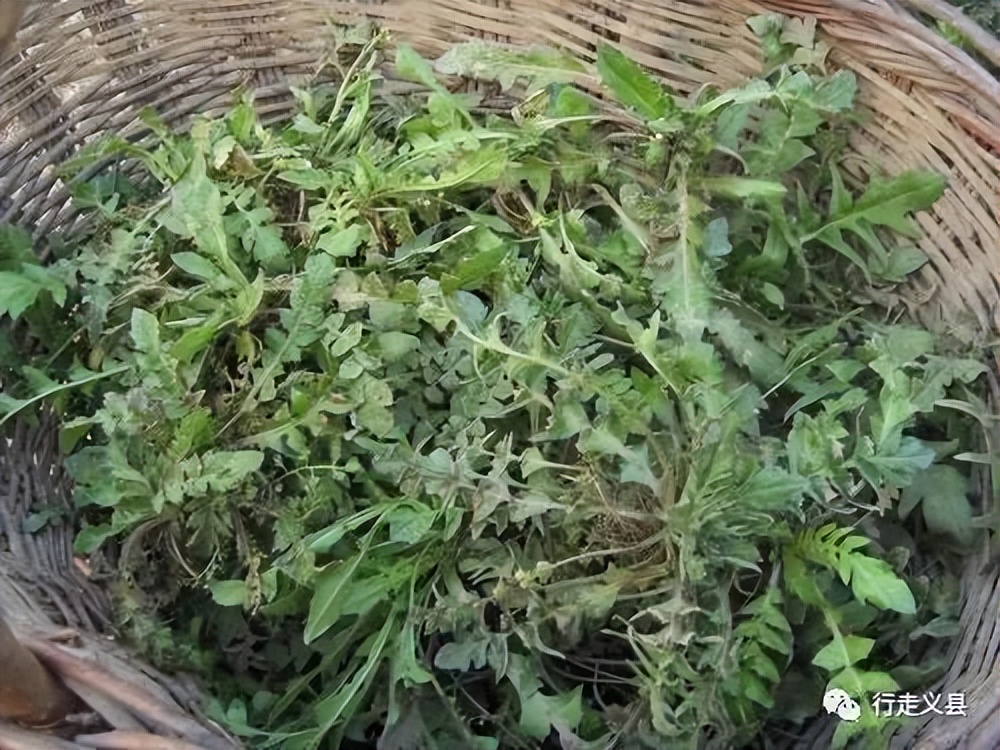 有时候不在于好吃不好吃,不在于吃的是婆婆丁,苦麻子,还是大脑瓜和