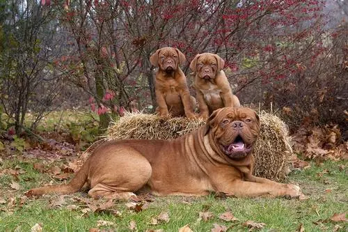 见到一定绕道走！地表战斗力爆表的12种猛犬，一獒战三狼战狮子？