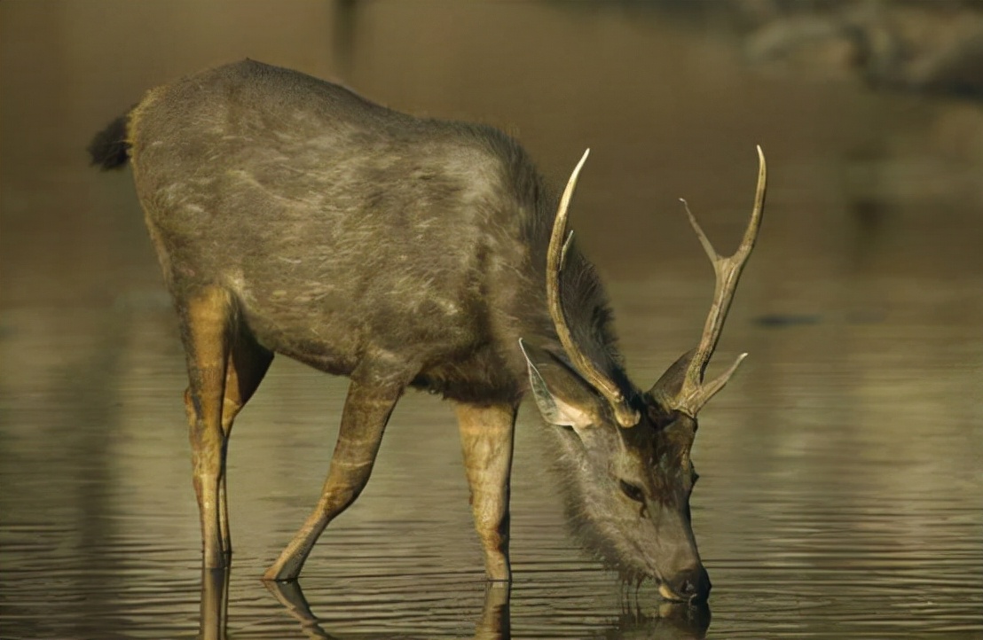 混入牛群的野生水鹿