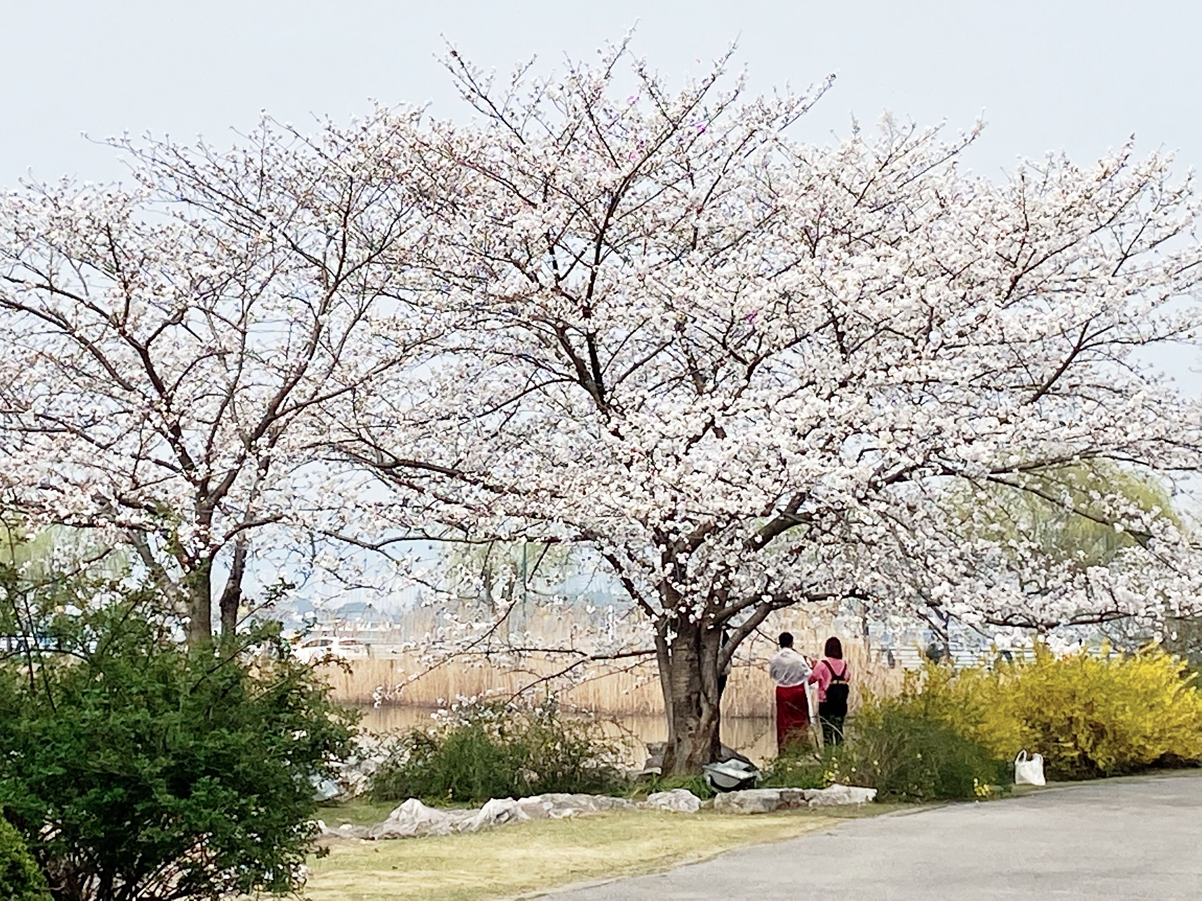 花情预报｜春色满园关不住！鼋头渚染井吉野忽如一夜“樱”姿焕发