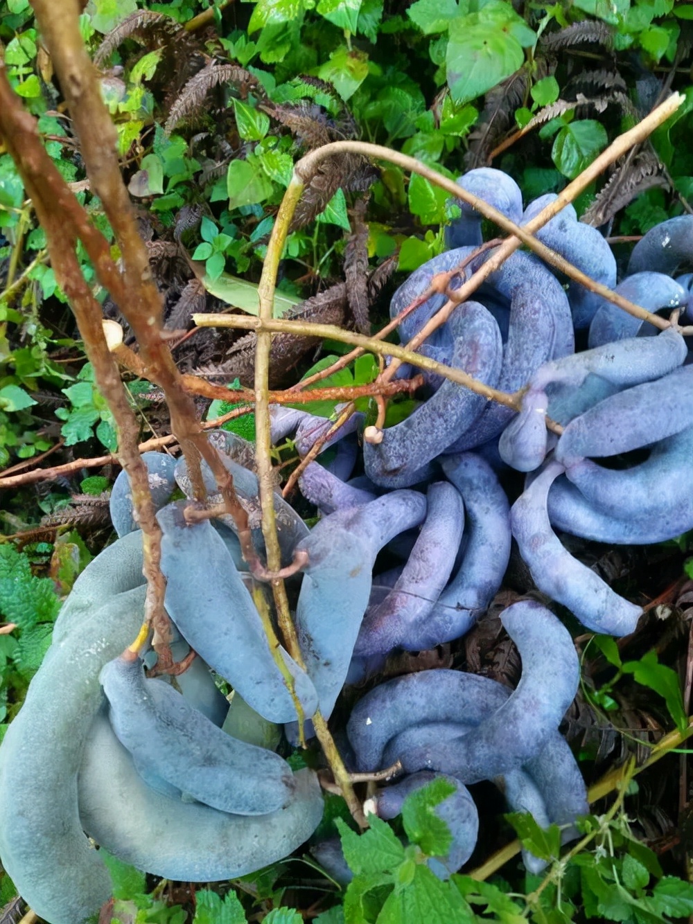 植物世界丨40种农村野果子(二),来自全国各地,很多人都不认识