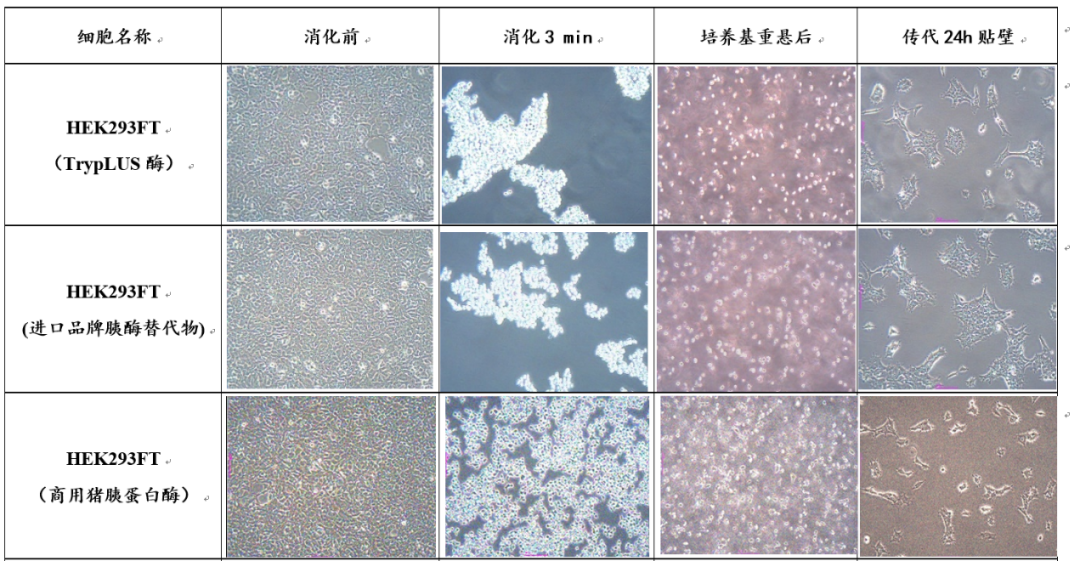 新品上市 | TrypLUS酶，让细胞消化更简单