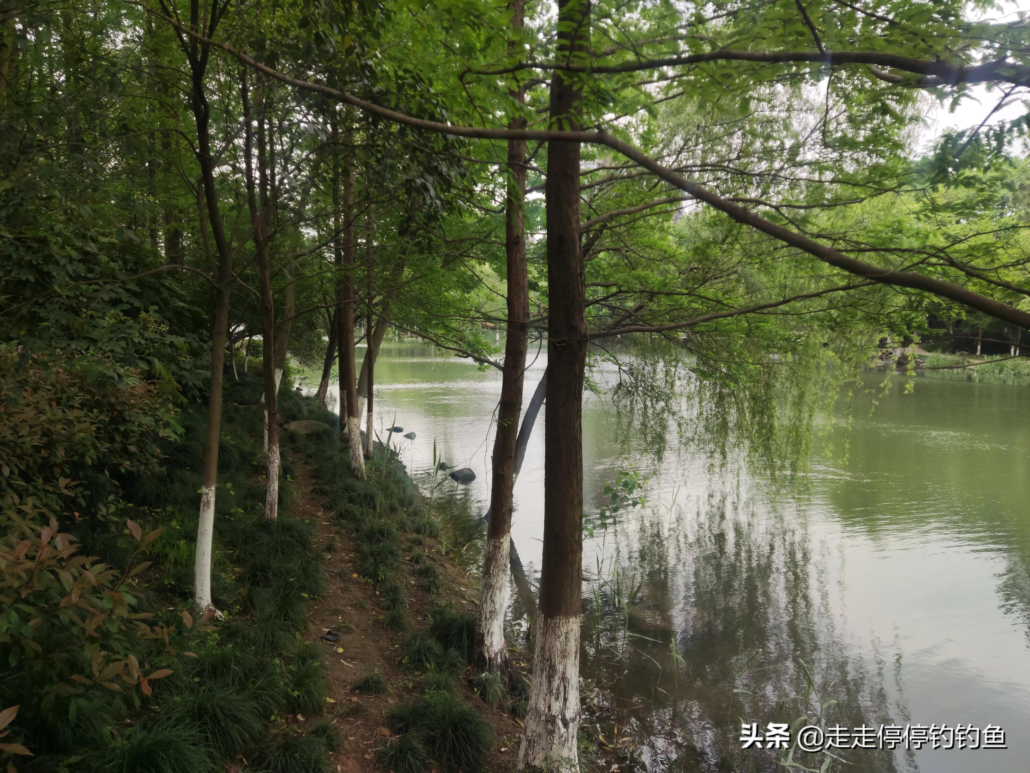 杭州哪里可以钓鱼(杭州城西崇义路五常港野钓，直通西溪湿地公园的大河道非常不错)